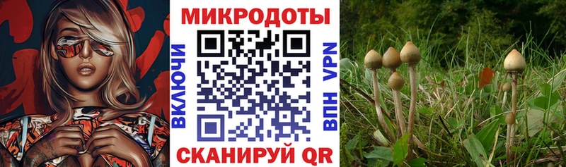 Галлюциногенные грибы Psilocybine cubensis  hydra как зайти  Светлогорск 